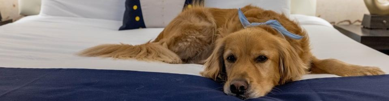 pet-friendly hotels in franklin