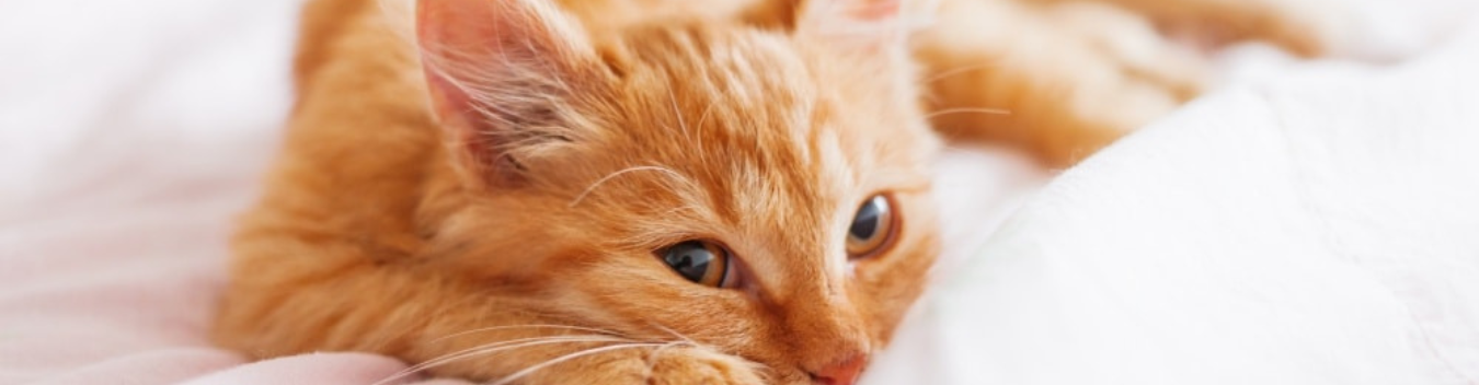 pet-friendly hotels in topeka