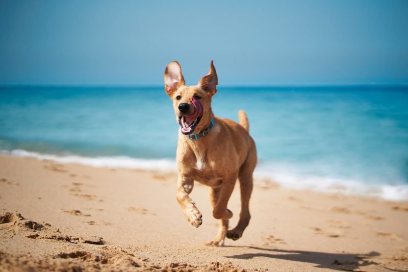 Pet-Friendly Hotels in Florida