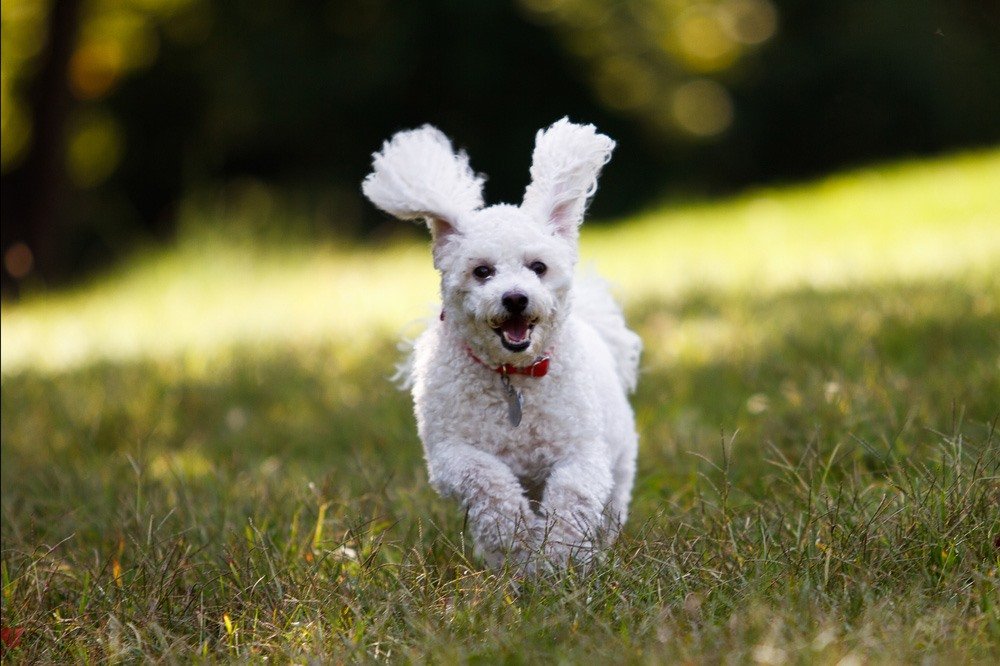 Pet-Friendly Hotels in Iowa