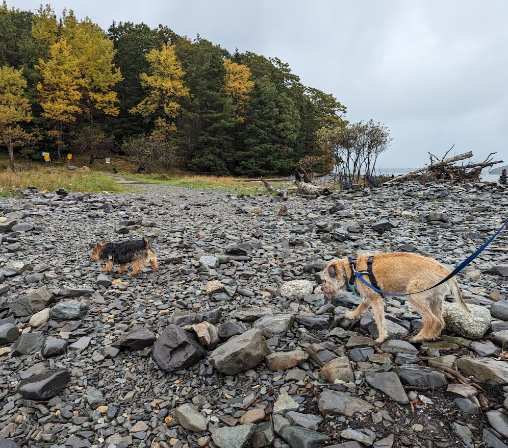 Pet-Friendly Hotels in Maine