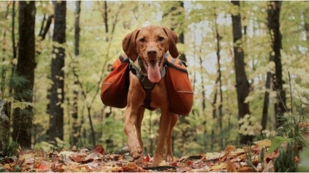 Pet-Friendly Hotels in Arkansas