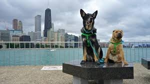 pet-friendly hotels in illinois