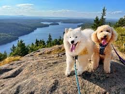 pet-friendly hotels in Alaska