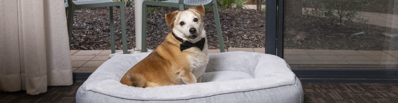 pet-friendly hotels in Albany