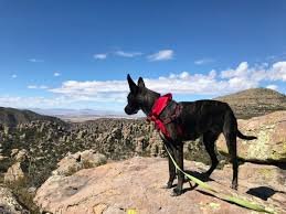 pet-friendly hotels in arizona