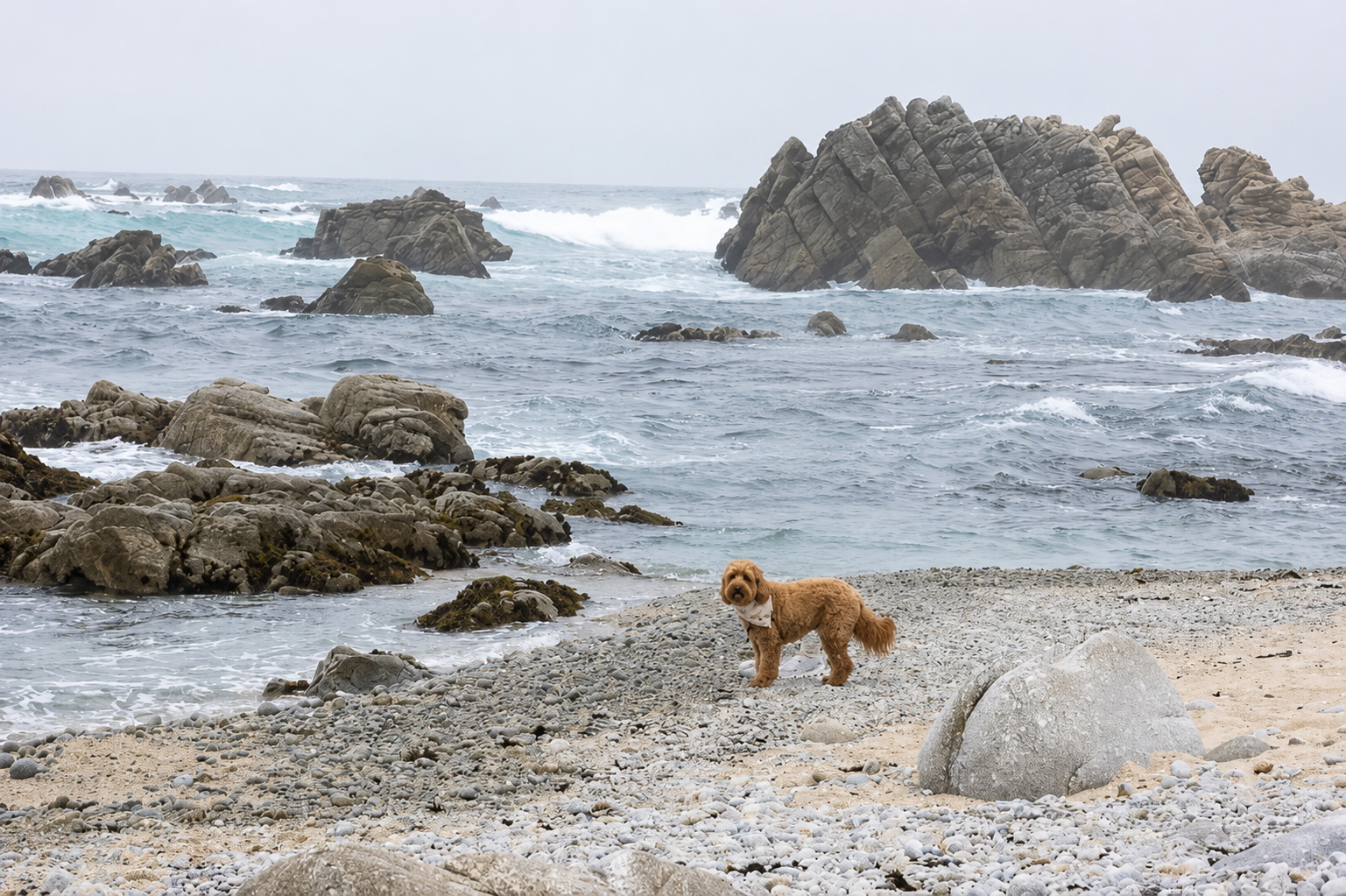 Pet-Friendly Hotels in California