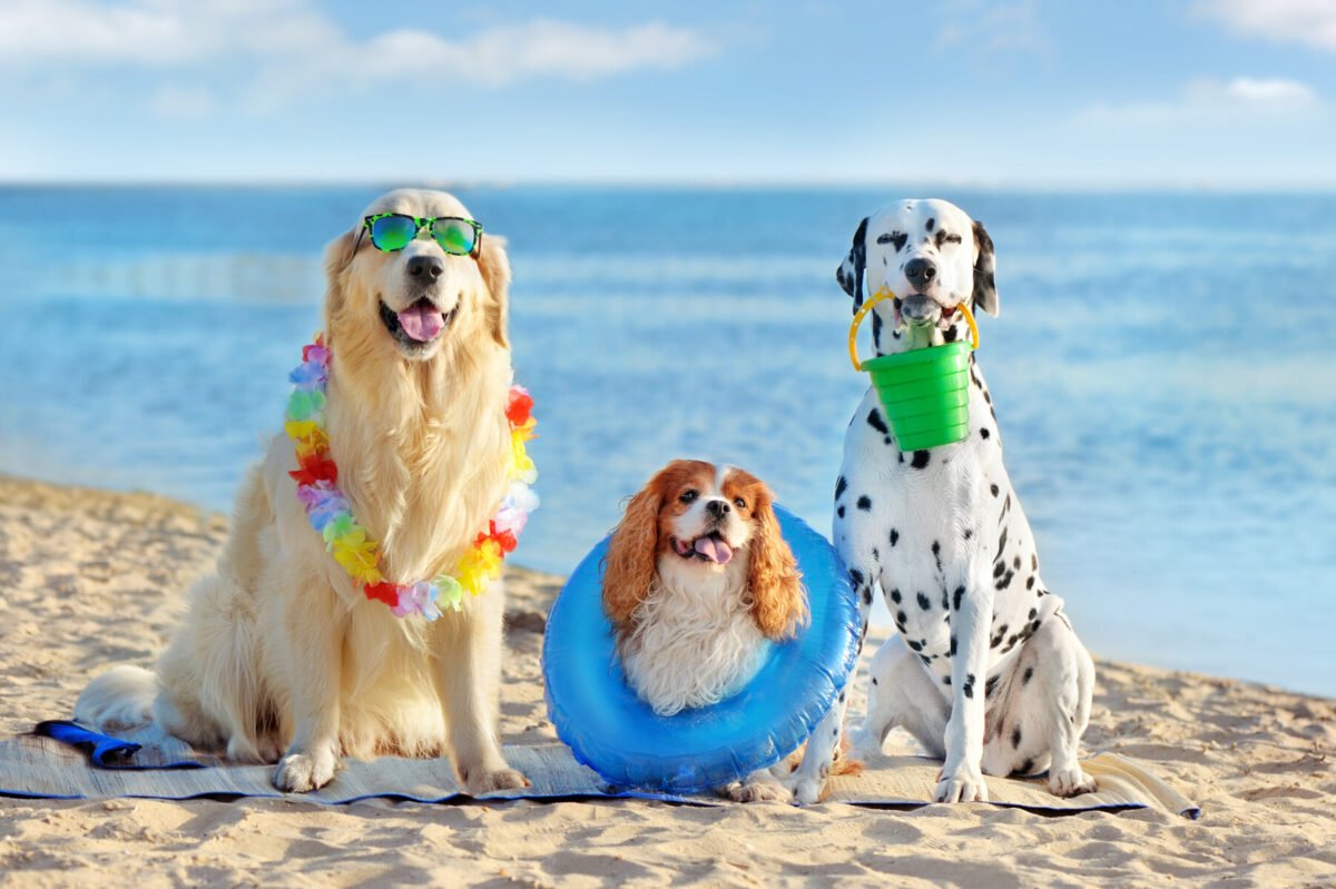 Pet-Friendly Hotels in Delaware