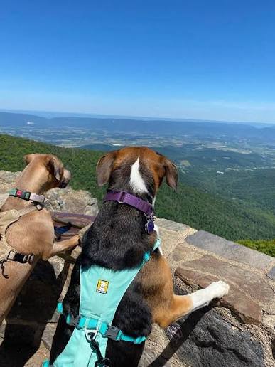 Hot Springs Arkansas