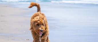 Pet-Friendly Hotels in Indiana