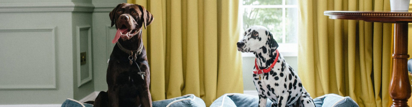 pet-friendly hotels in morgantown