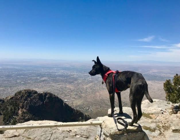 Pet-Friendly Hotels in New Mexico
