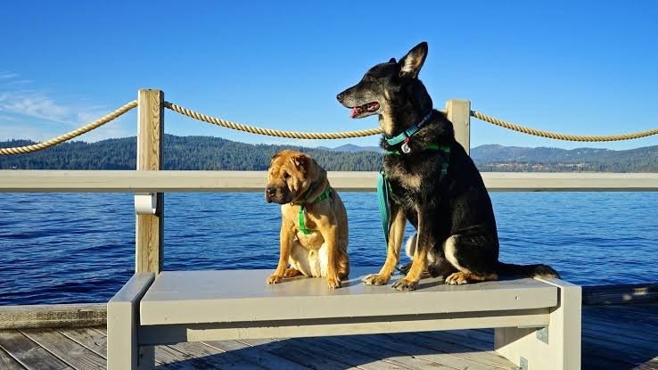 Pet-Friendly Hotels in Idaho