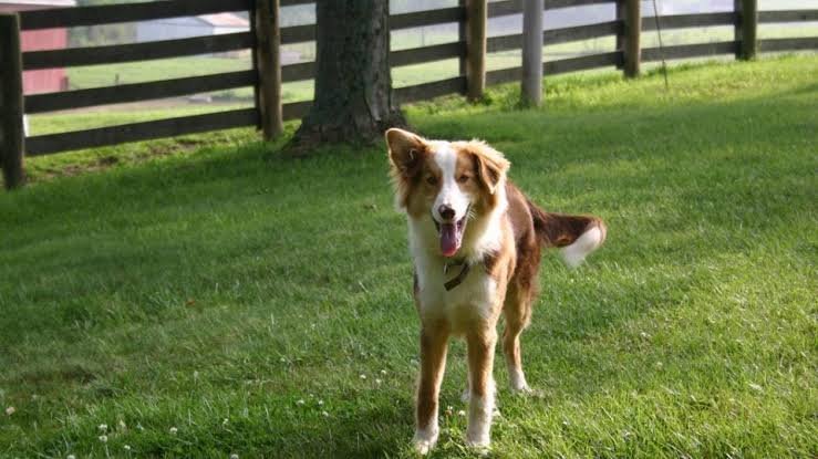 Pet-Friendly Hotels in Kentucky