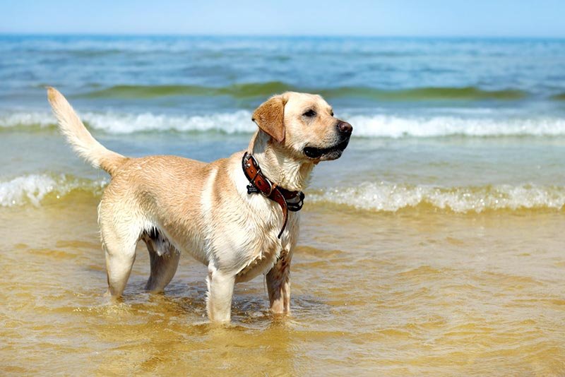 Pet-Friendly Hotels in Massachusetts