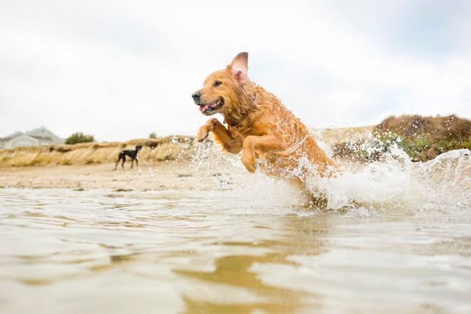 Pet-Friendly Hotels in South Carolina