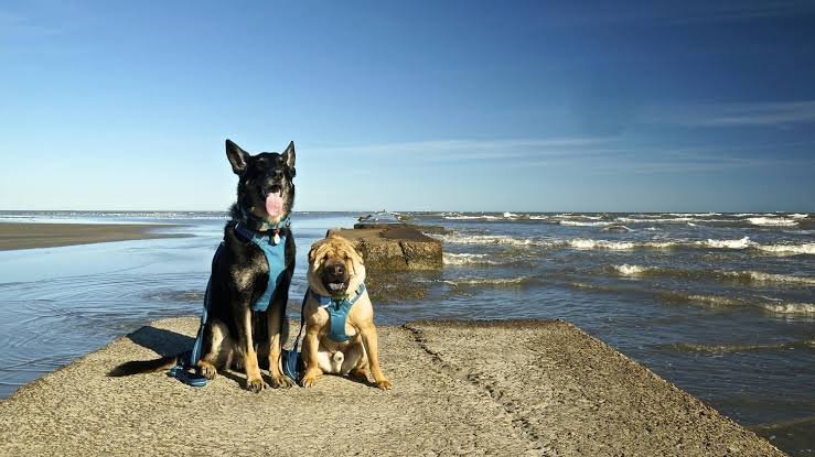 Pet-Friendly Hotels in Texas