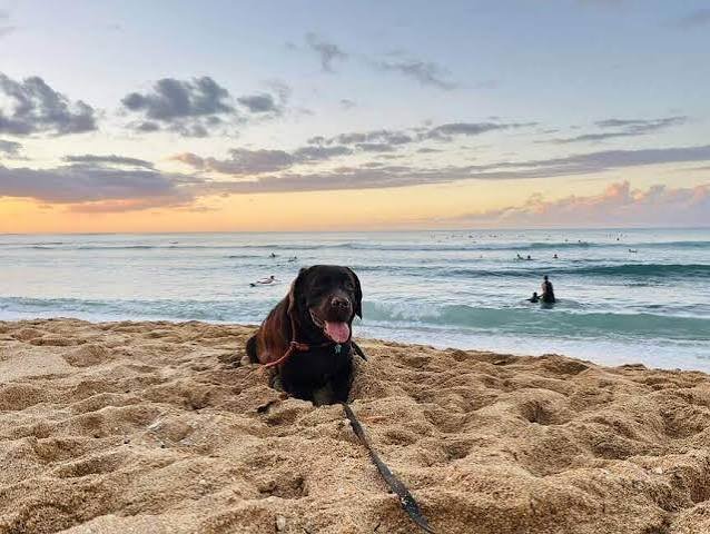 Pet-friendly hotels in hawaii