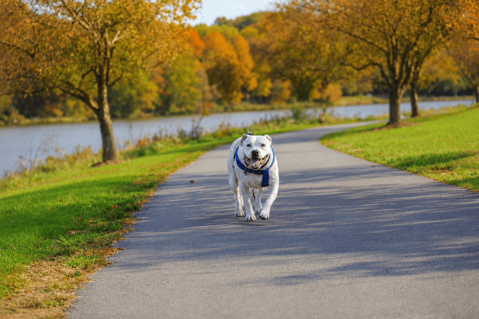 Pet-Friendly Hotels in Maryland