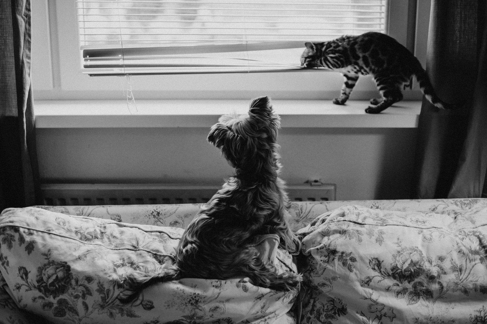 pet-friendly-apartments