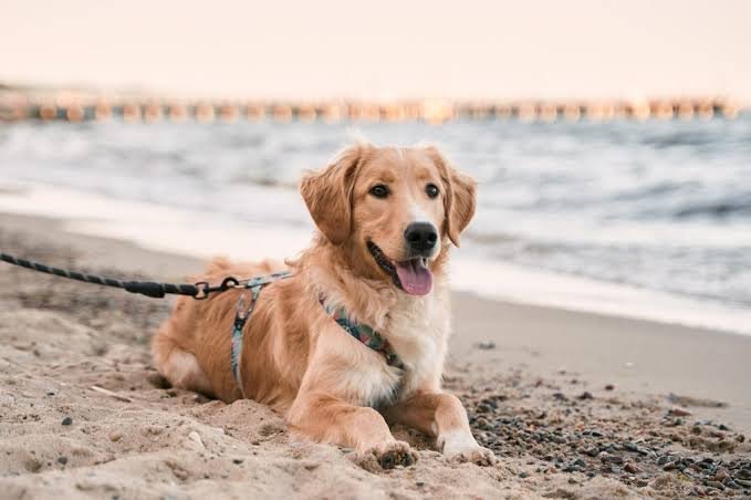 Pet-Friendly Hotels in Georgia